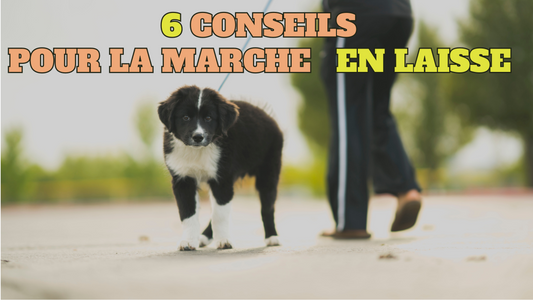 6 conseils enseigner à votre chien à marcher en laisse