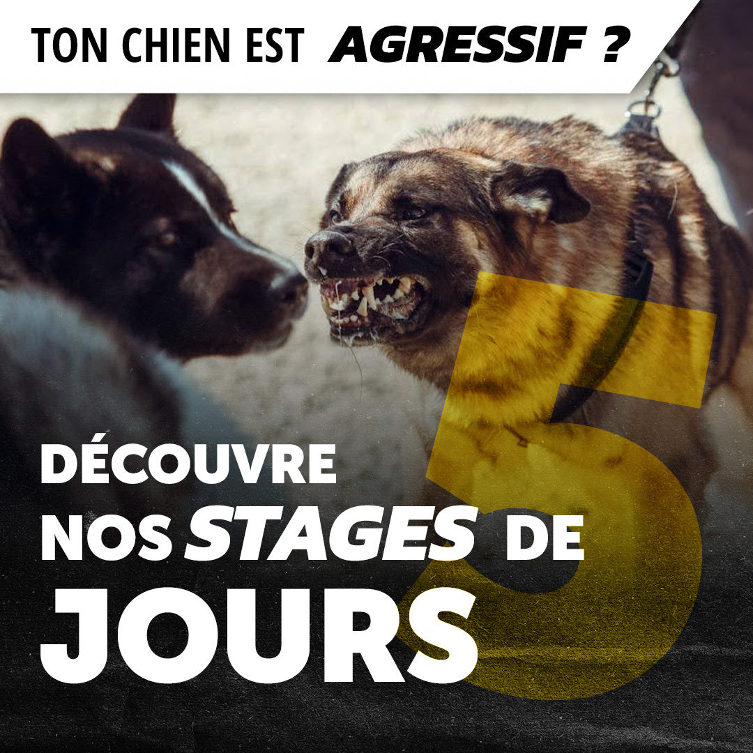 Stage Chien Agressif de 5 Jours à Montpellier – Méthode Educ Dog™