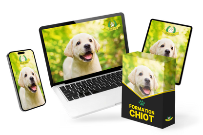 Formation Chiot Educ Dog (VSL)