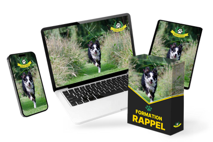 Formation Rappel Educ Dog