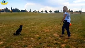 Formation Rappel Educ Dog